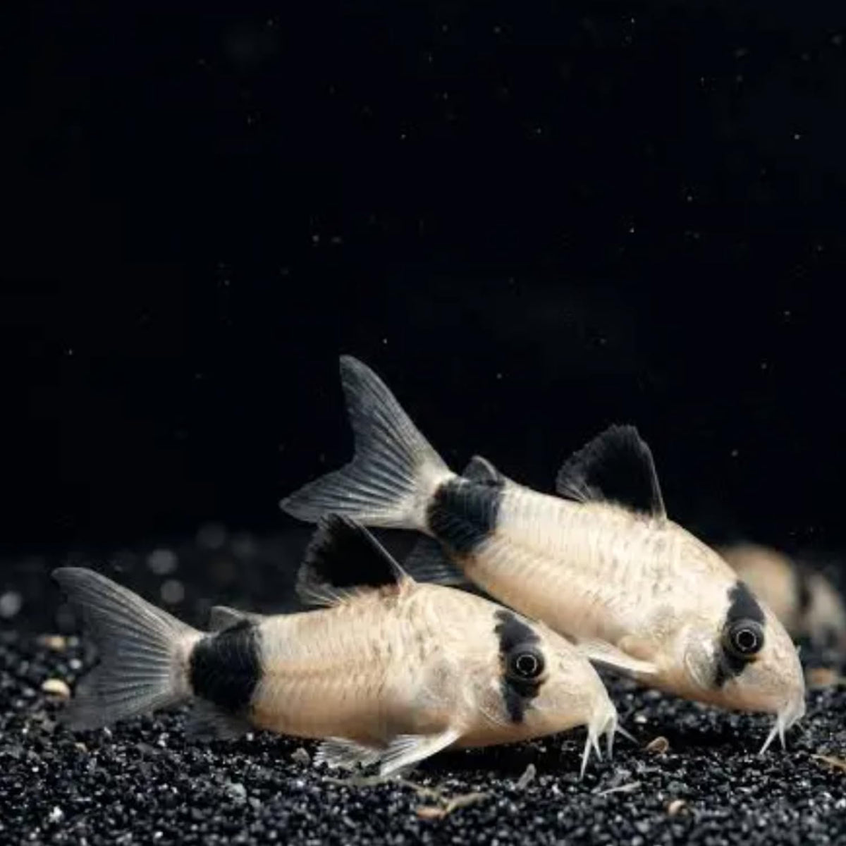 6 Panda Corydoras Live Freshwater Catfish Y639284