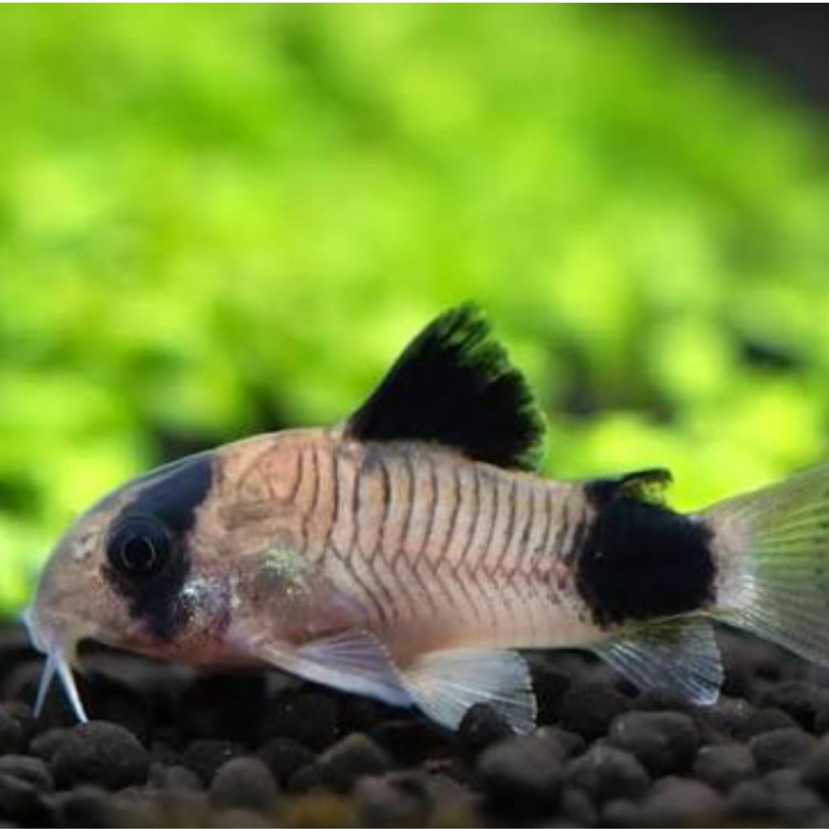 6 Panda Corydoras Live Freshwater Catfish Y639284