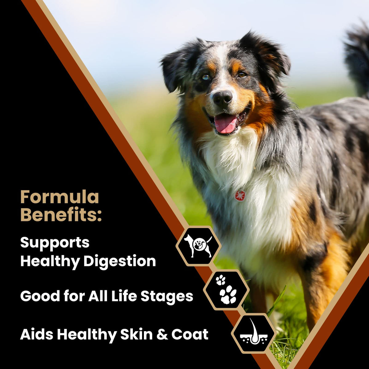 Chicken Meal & Brown Rice Formula Dry Dog Food, 40 lb O70603
