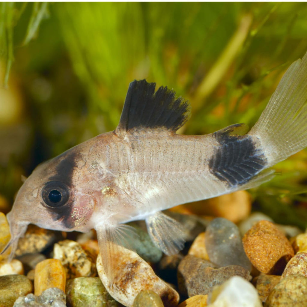 6 Panda Corydoras Live Freshwater Catfish Y639284