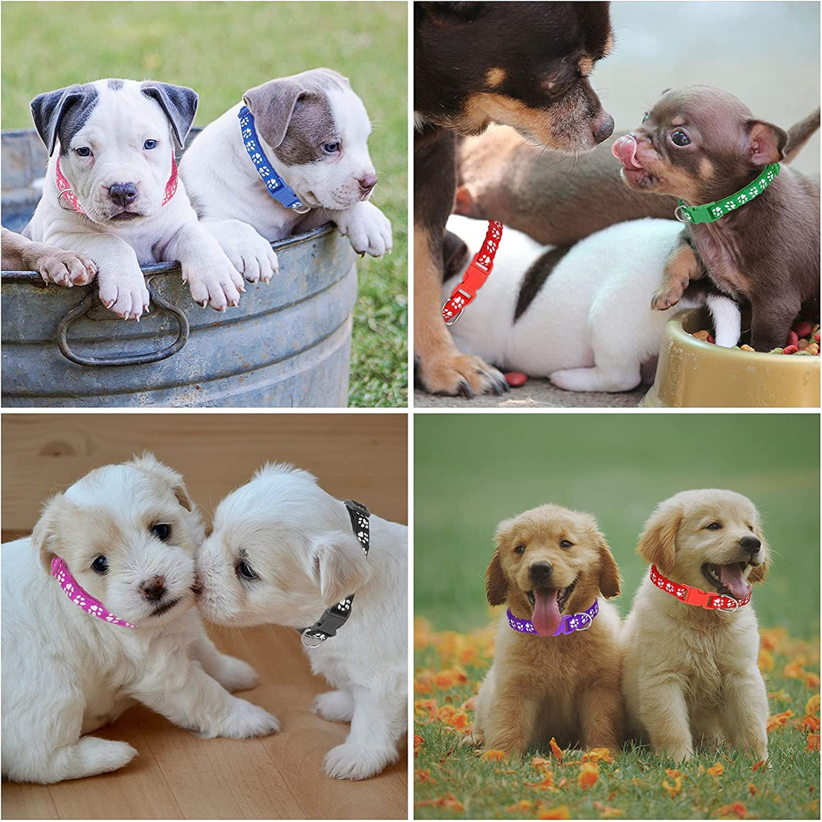 12 Pack Adjustable Puppy Collars I695672
