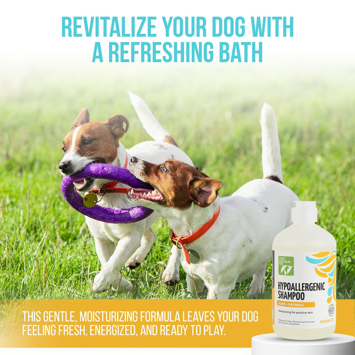 Hypoallergenic Dog Shampoo with Aloe & Oatmeal 16.9 oz J954